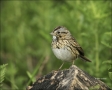 Sparrow;Lincolns-Sparrow;Texas;Southwest-USA;Melospiza-lincolnii;one-animal;clos